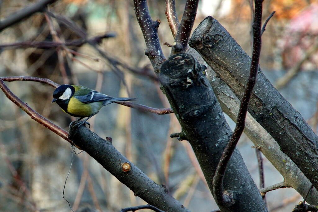 Фото Алексея Коверзнева