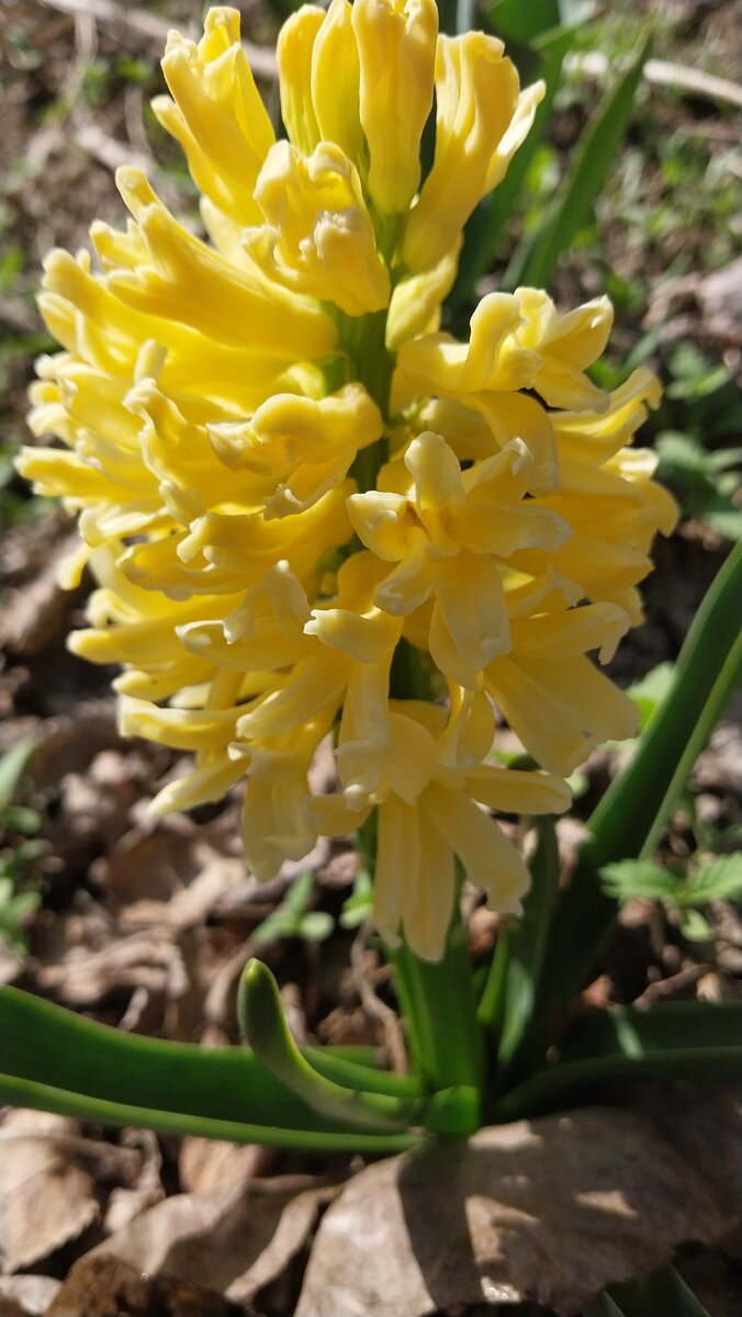 Гиацинт сорт Hyacinthus.