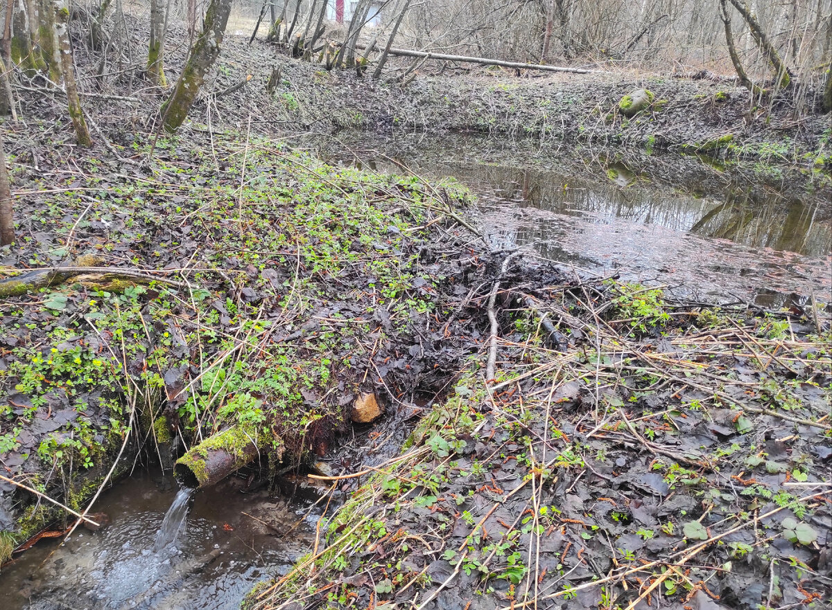 Поток чистой родниковой воды бьёт днём и ночью из трубы
