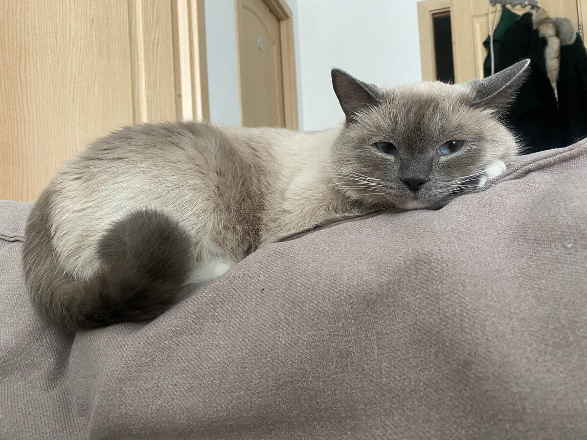 визуализирую кота 