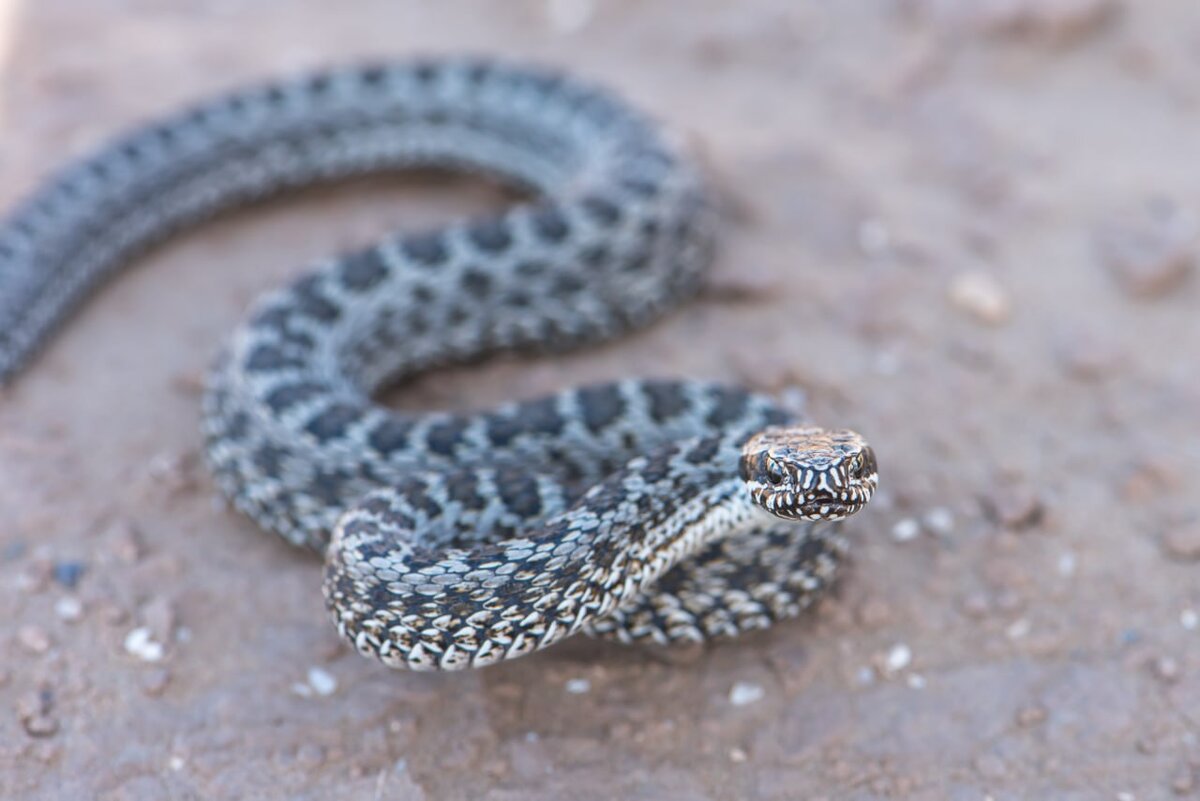 Степная гадюка 