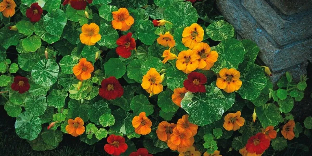 Эти цветы можно сажать в апреле сразу в грунт