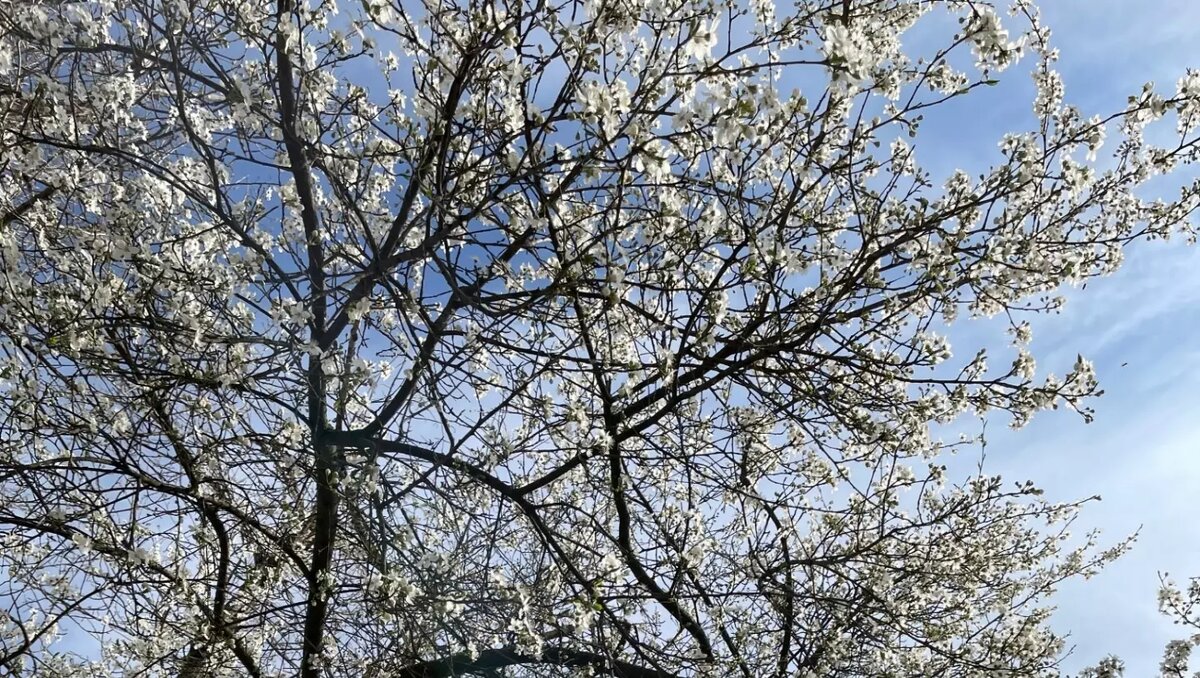     На Ростов-на-Дону надвигается 25-градусная жара, прогнозом поделились донские синоптики.