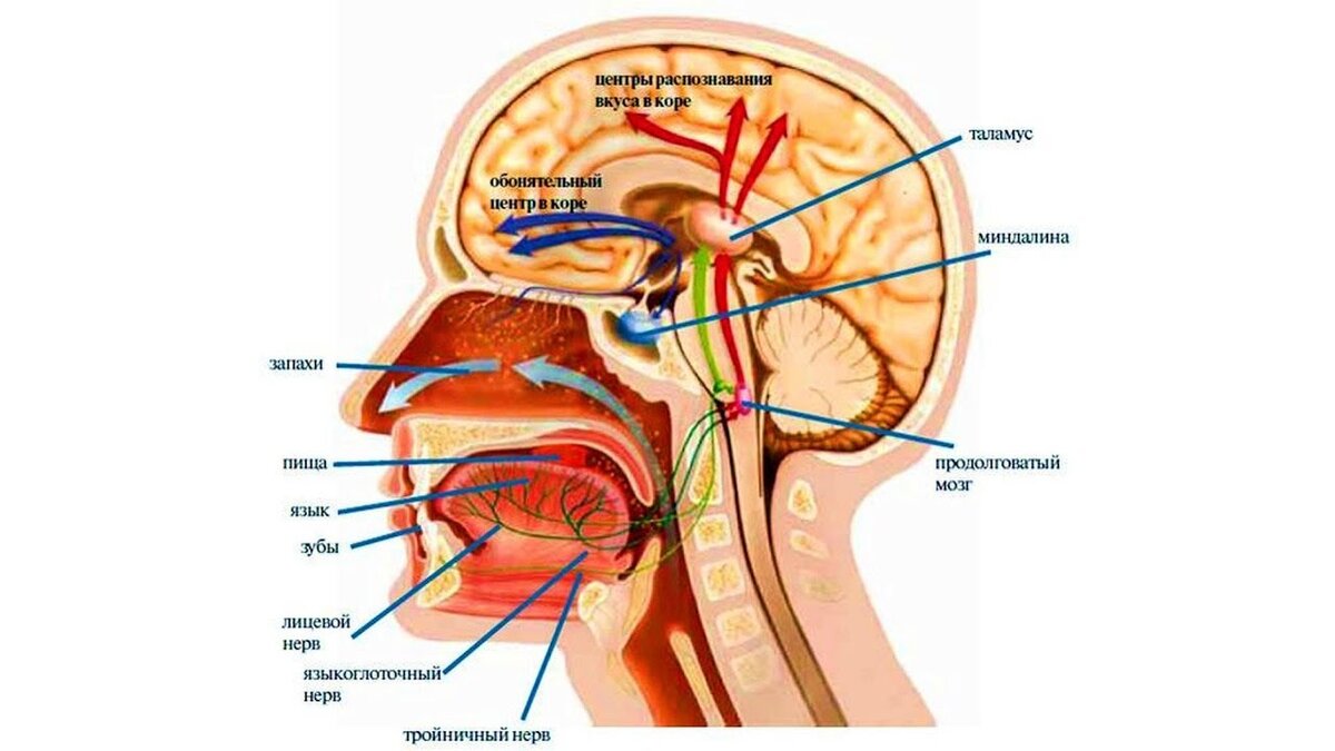 Вся информация от органов чувств поступает в. Органы равновесия,осязания,обоняния,вкуса. Анализаторы органы чувств. Органы анализаторы человека. Части анализаторы органов чувств