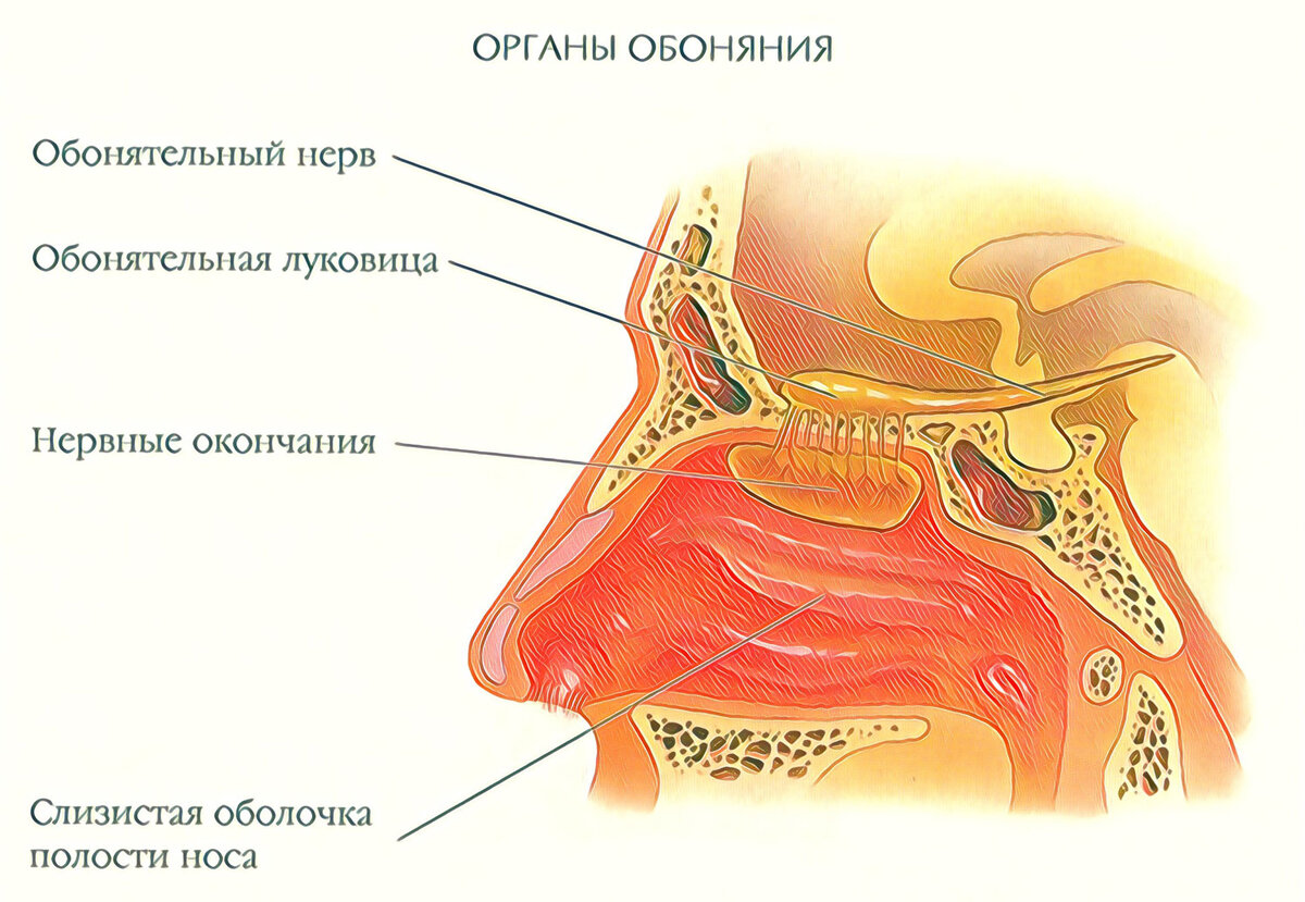 Органы обоняния кратко. Строение носа обонятельные рецепторы. Носовая полость орган обоняния. Орган обоняния анатомия строение. Строение органа обоняния картинка.