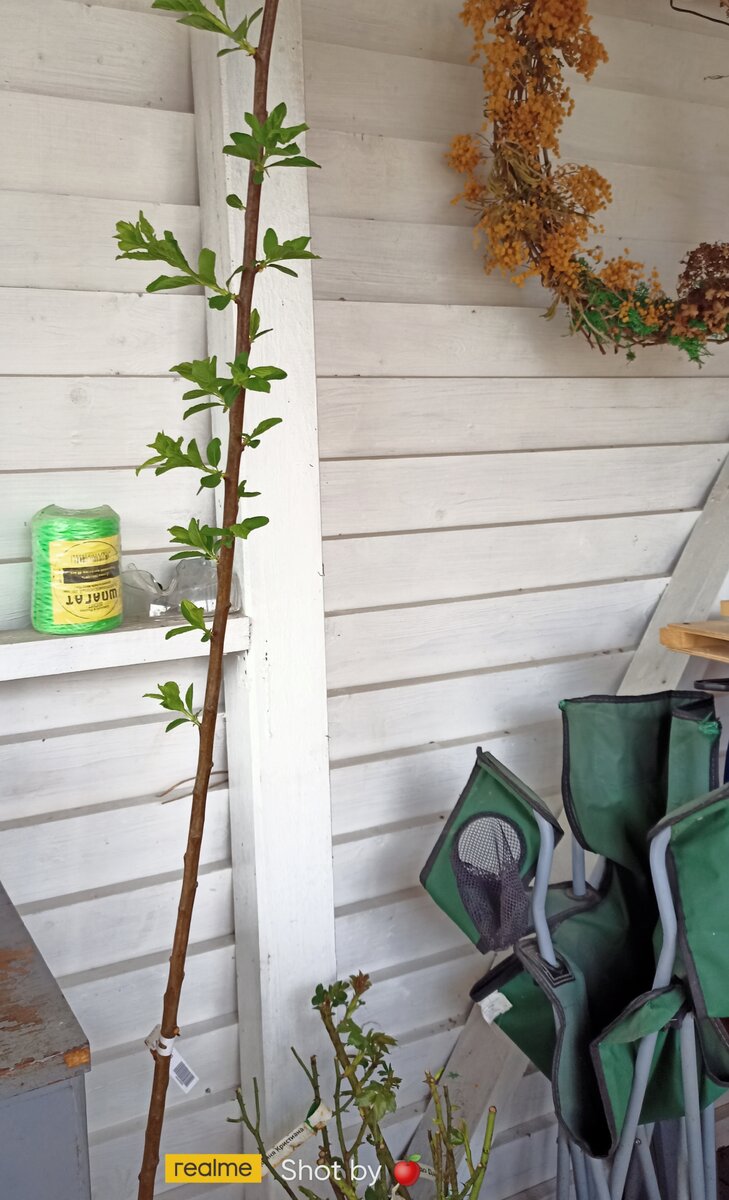 Извините, в камеру не помещается, выше меня ростом. Хорошие и крепкий саженец. 