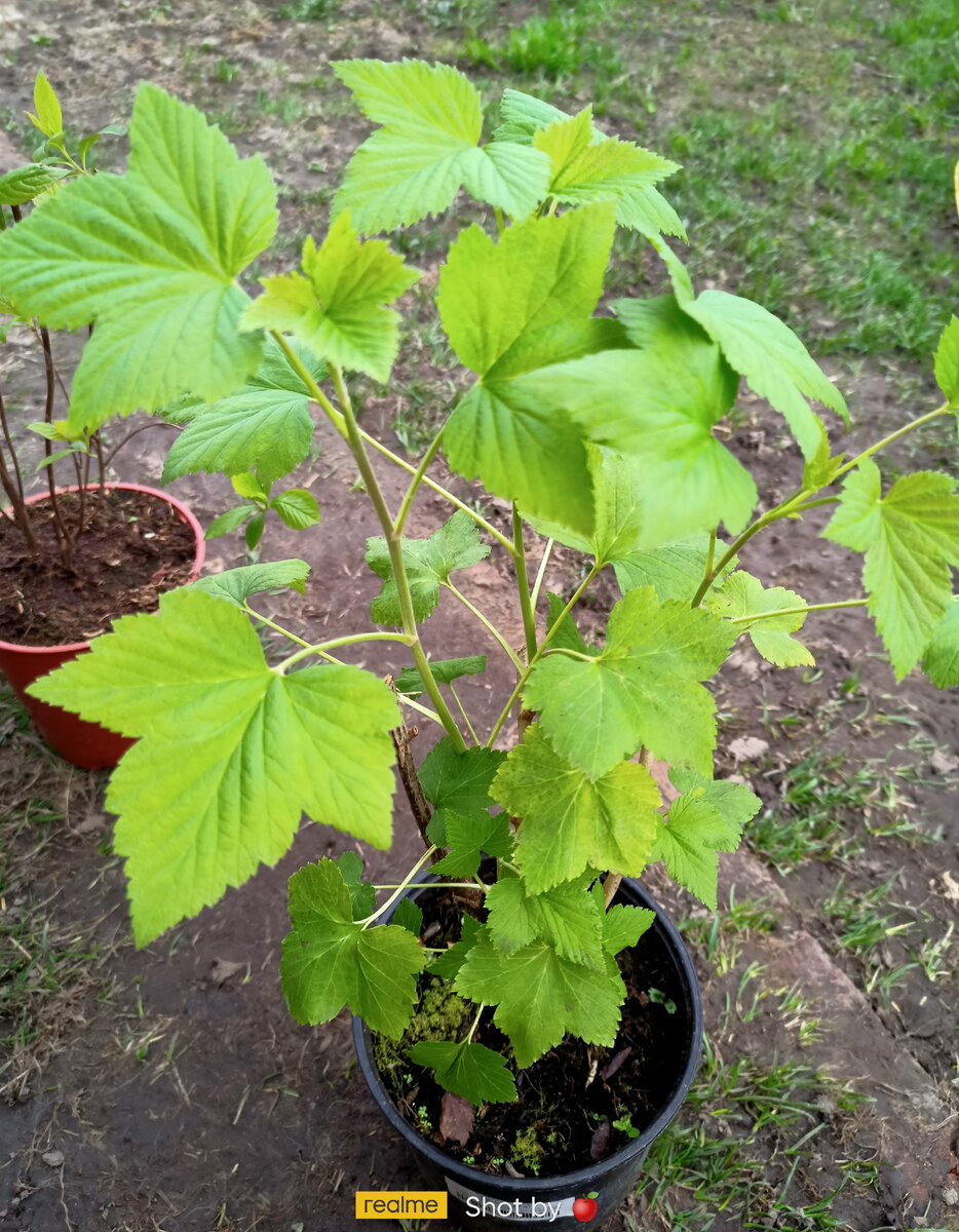 Смородина уже с большими листочками, сразу высадить не получится. Держу в тепличке, пока смородина в грунте более-менее не сравняется по развитию с саженцами. 