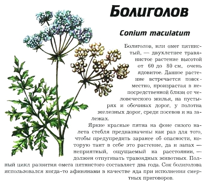 Боеголовка трава фото и описание Антонов хризантема фото - Arhids.ru