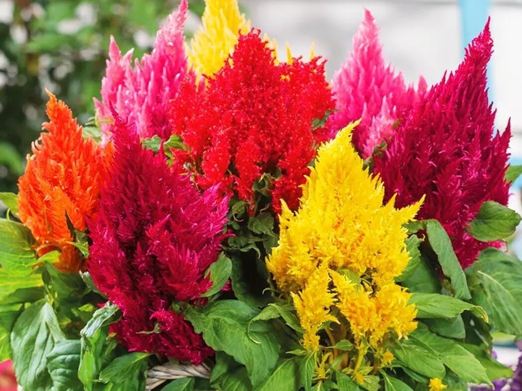 Целлозия перистая