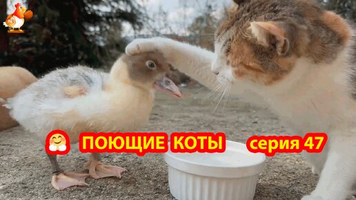 Крутые коты у птичьего двора выпуск 47 🐈‍⬛🐈😹 🤣 Утенок с Котиками ❣️ Природа Абхазии и красивое подворье с птицами и животными 🥰