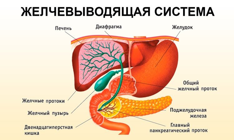 В печени желчь собирается в желчный пузырь. Из желчного она по протоку течет в поджелудочную железу и попадает в двенадцатиперстную кишку через сфинктер Одди.