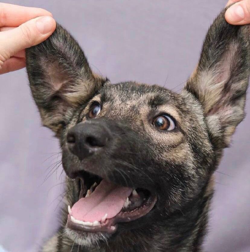 Есть еще вопросы, почему я Мыша? 