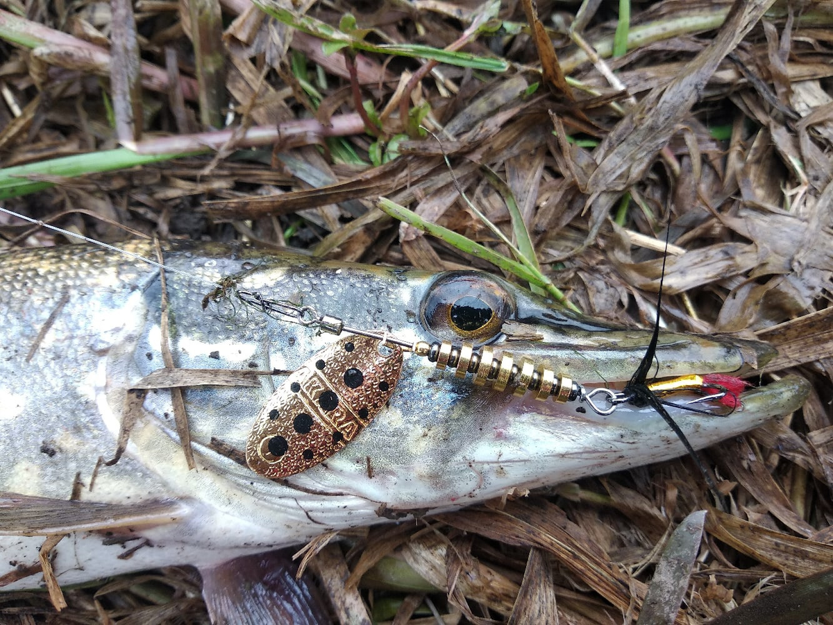 Фото с сайта: https://a.d-cd.net/i15-ZxVFaKxZe0g6kNi2WCKhyEA-1920.jpg