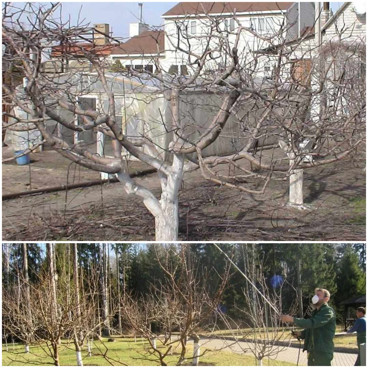 Ленивый способ обработки плодовых деревьев весной. Как сделать уход за  садом легким и приятным. | ПОСАДИ и ВЫРАСТИ | Дзен