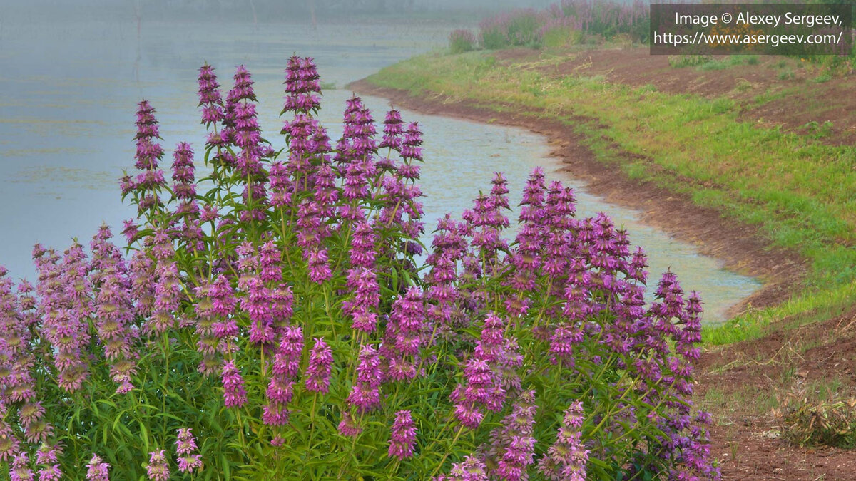 Сгенерированное AI изображение берега пруда с цветущей Монардой лимонной.