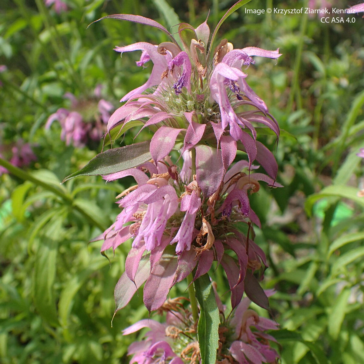 Фото Монарды лимонной, цветущей в ботаническом саду Вроцлава.