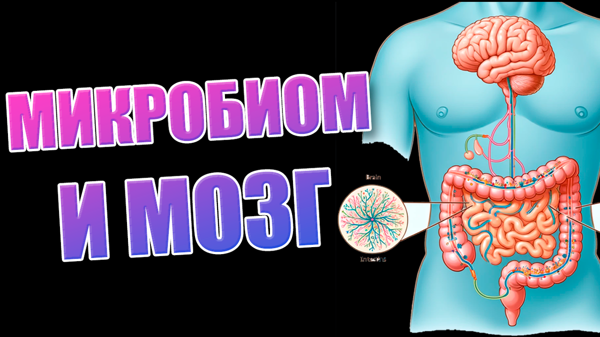 Микробиом и мозг-как кишечник влияет на психическое здоровье
