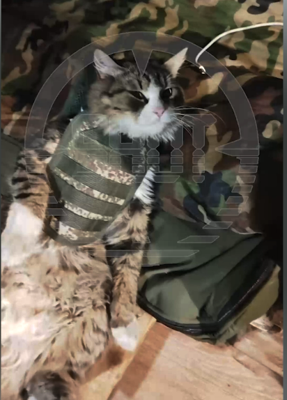 Скрин с видео канала Shot