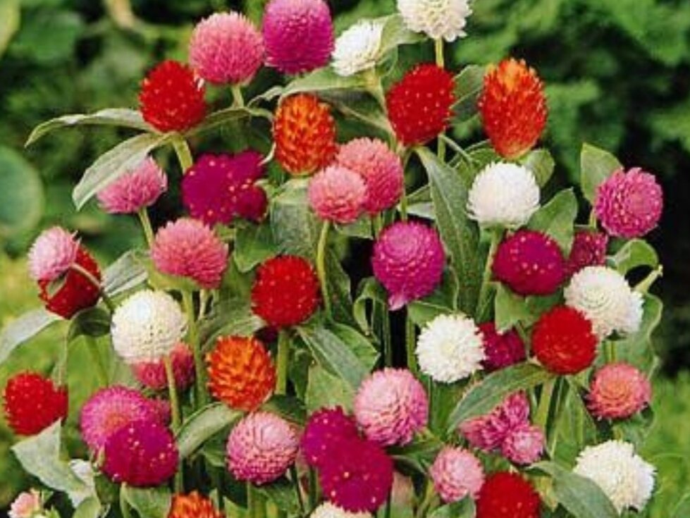 Фото из интернета