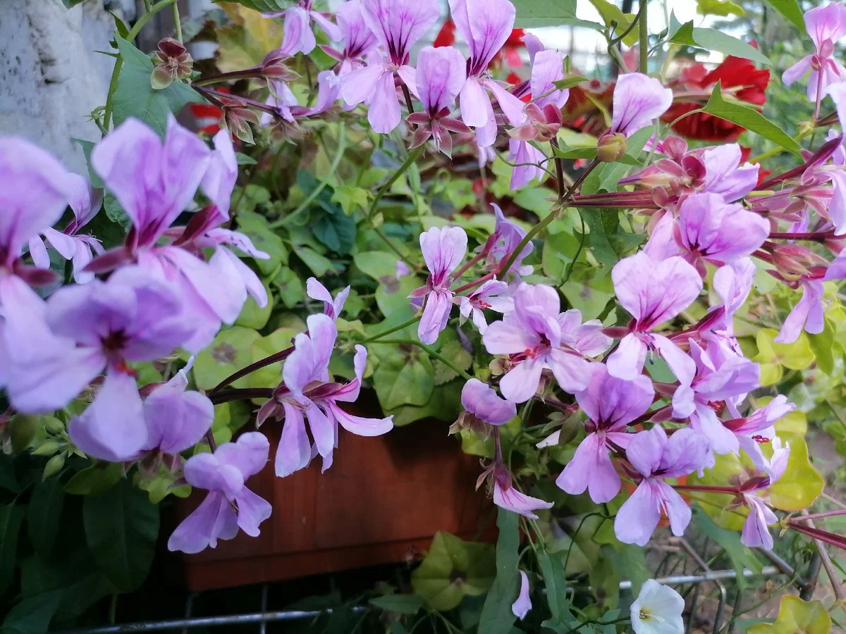 Плющелистная пеларгония 