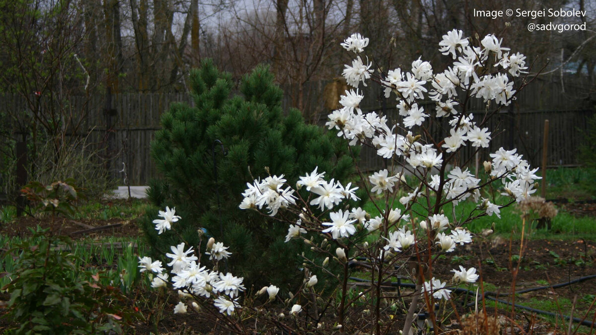 Магнолия звёздчатая в саду моей мамы.