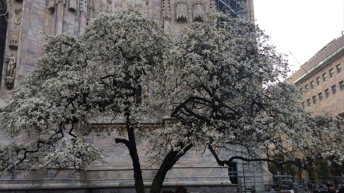 Цветущие магнолии в Милане (Италия). 2 фото.