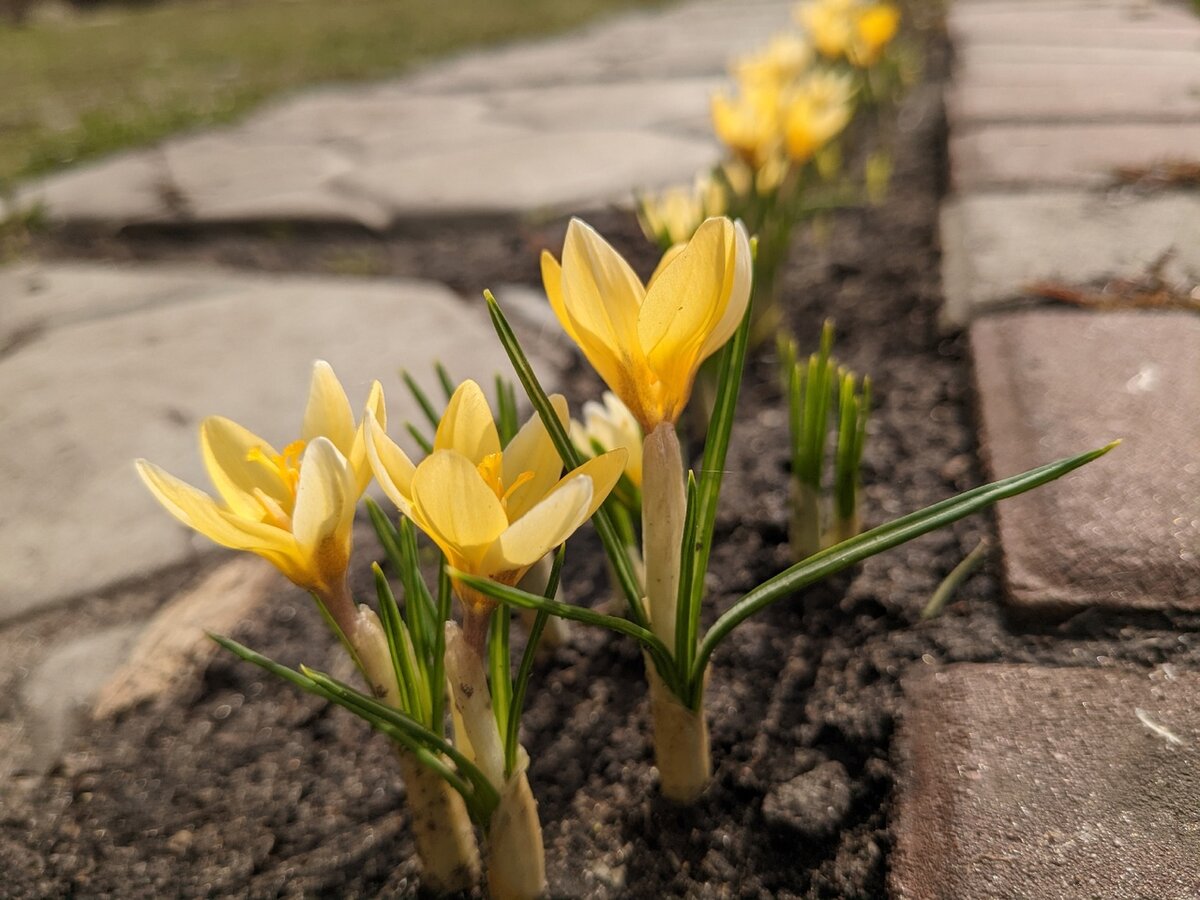 Крокус ботанический, сорт Cream Beauty