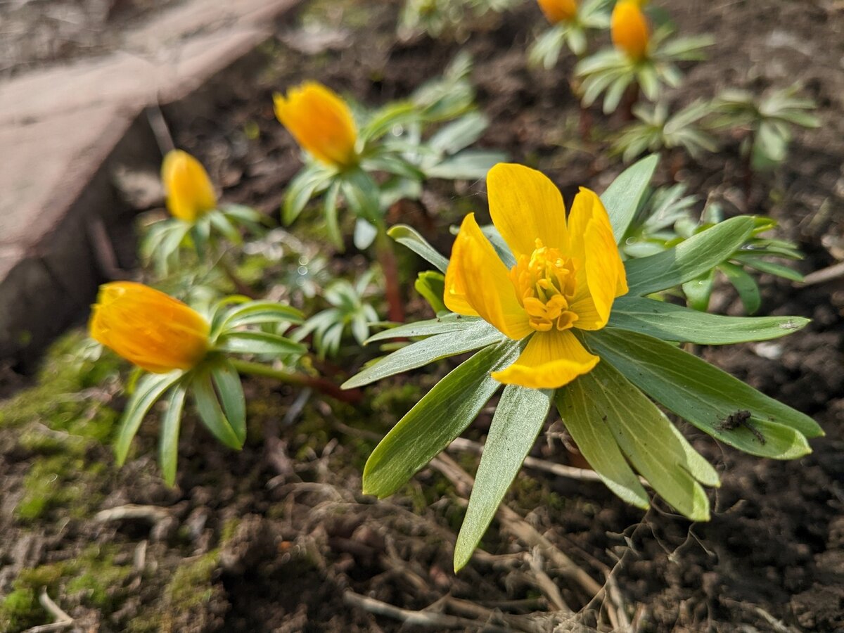 Эрантис киликийский