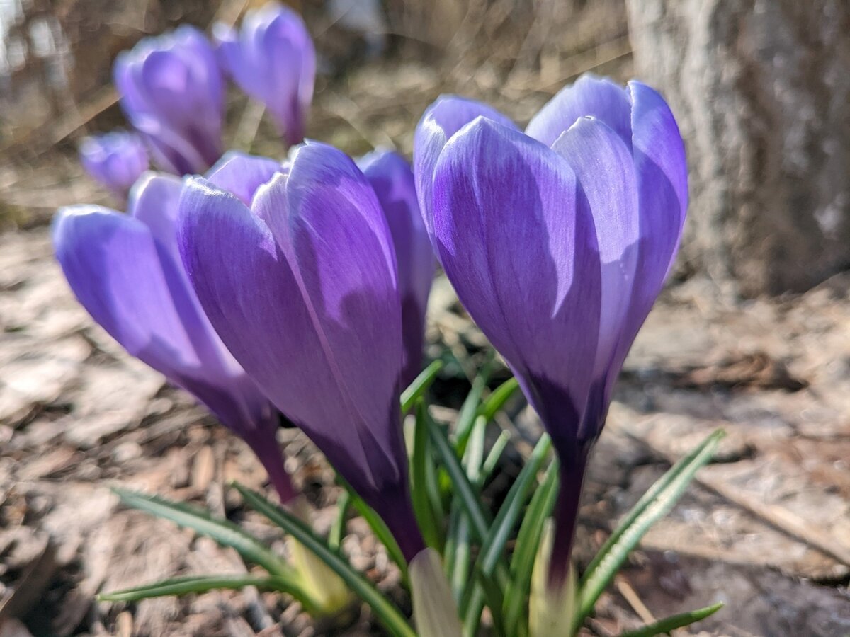 Крокус крупноцветковый, сорт Negro boy