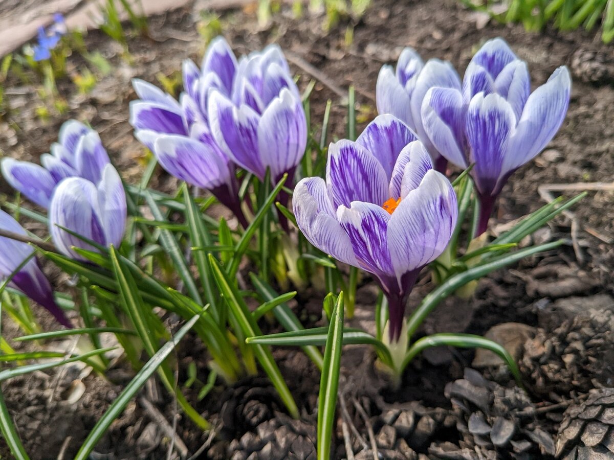Крокус крупноцветковый, сорт Pickwick
