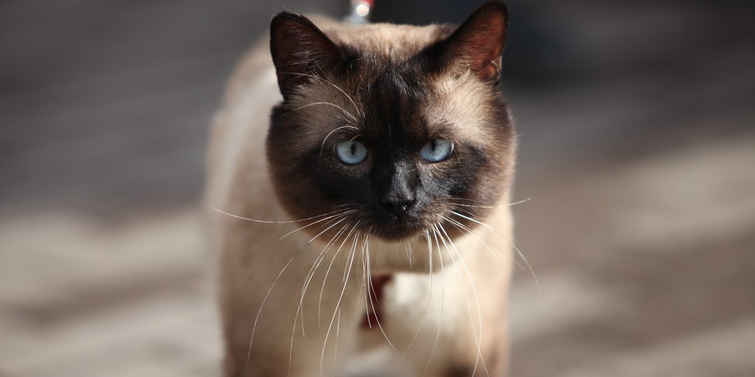 8 причин влюбиться в сиамскую кошку