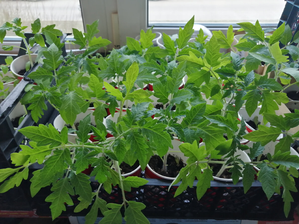 Неизвестный сорт турецких томатов, рассаде 1,5 месяца из собственных семян