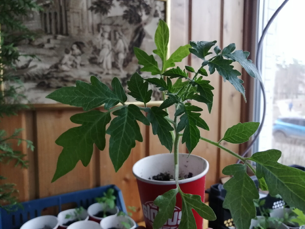 Неизвестный сорт турецких томатов, рассаде 1,5 месяца из собственных семян