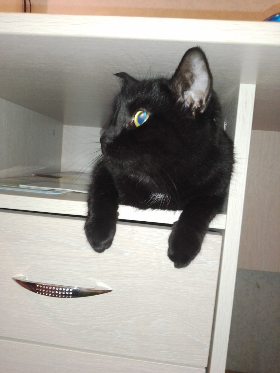 Наша кошка)