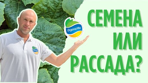 Огурцы семенами или рассадой?