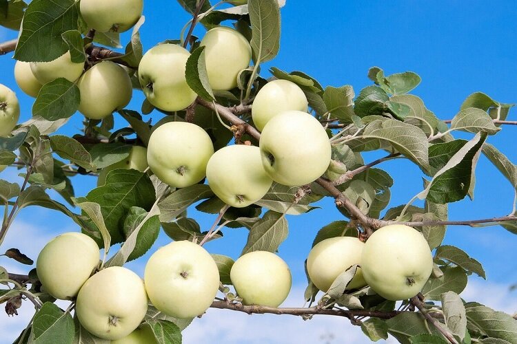 Добрый день! Многие люди мечтают разбить у себя яблоневый сад, чтобы обеспечить себя и семью свежими фруктами практически круглый год. Но каждая яблоня имеет свои сортовые особенности.