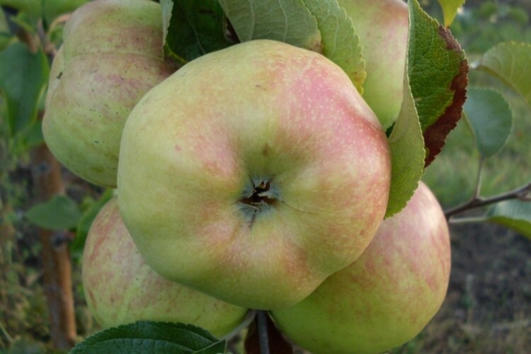 Добрый день! Многие люди мечтают разбить у себя яблоневый сад, чтобы обеспечить себя и семью свежими фруктами практически круглый год. Но каждая яблоня имеет свои сортовые особенности.-2