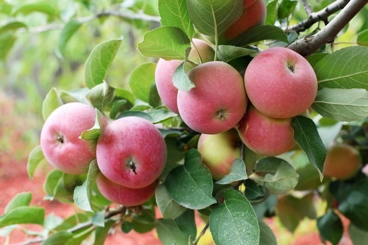 7 лучших сортов яблонь для начинающего дачника, которые нетребовательны в уходе 🍎🍏🍎