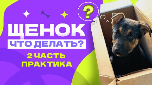 Что делать с щенком Часть 2! ПРАКТИКА