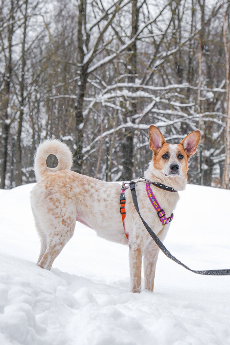Она очень яркая и узнаваемая собака