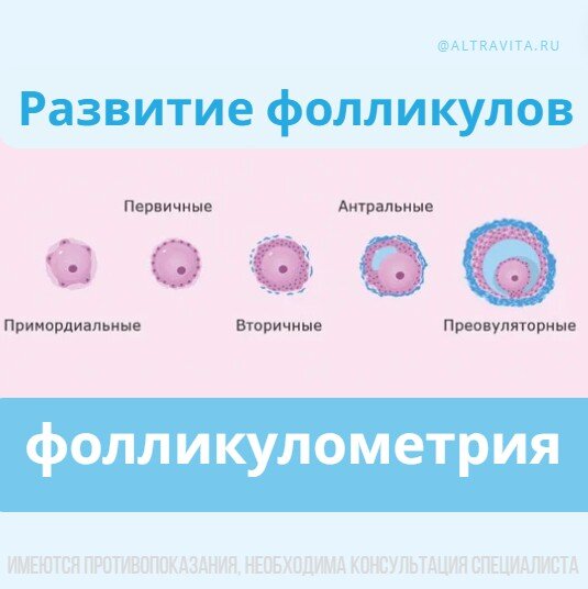 Фолликулогенез