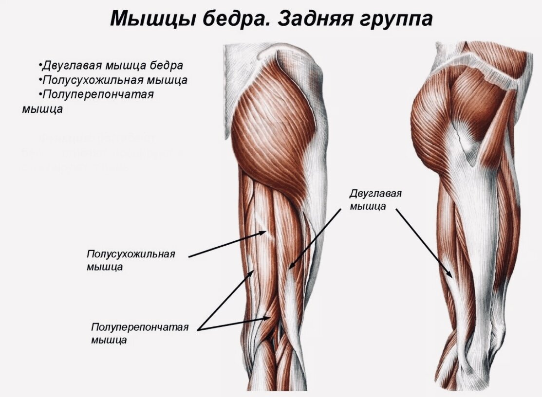 Растяжение внутренней части бедра. Мышцы задней поверхности бедра анатомия. Задняя группа мышц бедра анатомия. Сухожилие латеральной мышцы бедра. Сухожилие бицепса бедра анатомия.