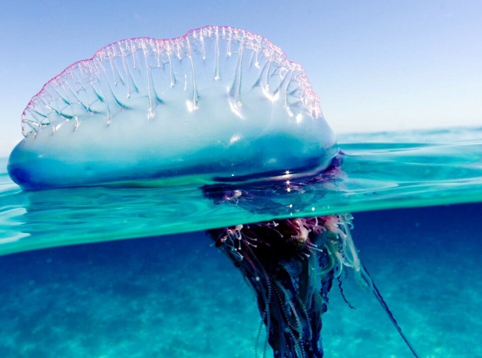 Португальский кораблик