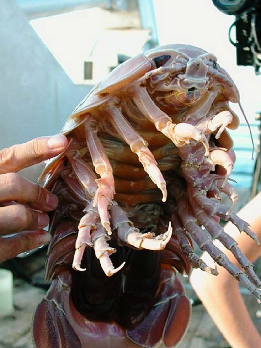 Рыба с клешнями
