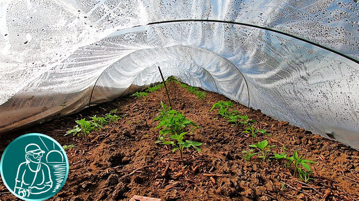 🍅 Посадка помидор без рассады в парник своими руками 🌱 Полив томатов и прореживание всходов