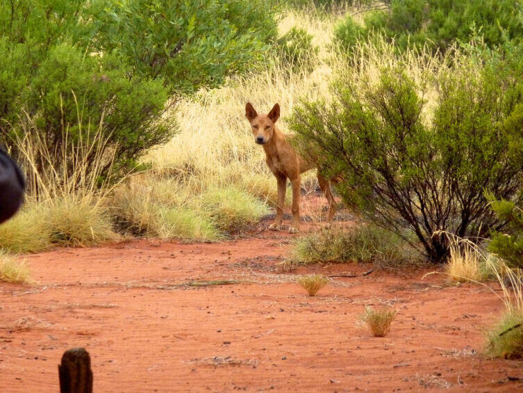    Собака динго Фото: caccamo from Milan, Italy. Собственная работа, по лицензии CC BY-SA 2.0