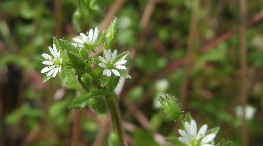    Мокрица Фото: Aiwok. Собственная работа, по лицензии CC BY-SA 3.0