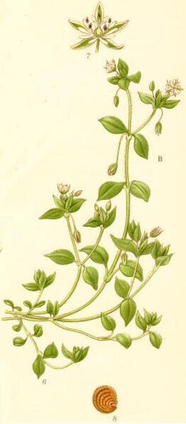    Звездчатка средняя. Ботаническая иллюстрацияМокрица. Звездчатка средняя. Ботаническая иллюстрация из книги К. А. М. Линдмана Bilder ur Nordens Flora, 1917—1926 гг. Фото: общественное достояние