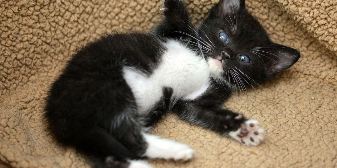 😻Почему у кошек белые животики и лапки?