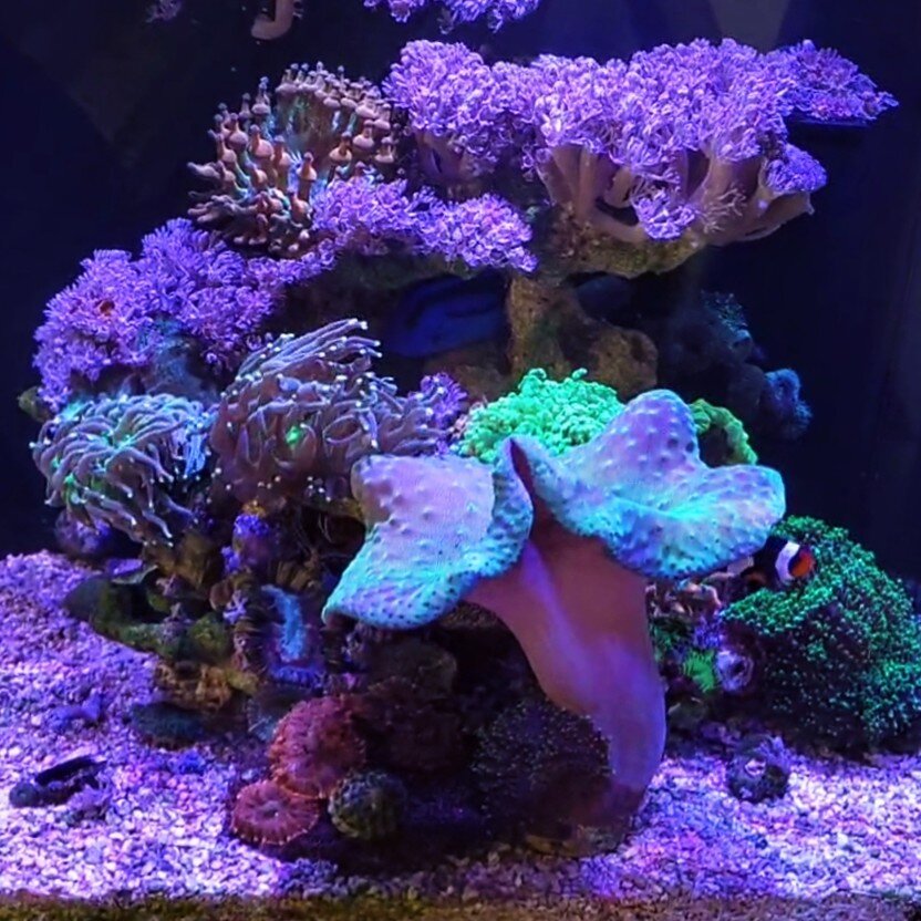 Крупный Саркофитон (гриб) на переднем плане. Он вырастет ещё больше.